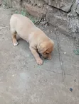 Purebred Boerboel Puppy (0-1 Month) - Male - 3