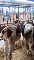 Pedigree Friesian, Ayrshire & Holstein Calves - 1