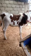 Pedigree Friesian, Ayrshire & Holstein Calves - 2