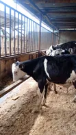 Pedigree Friesian, Ayrshire & Holstein Calves - 3