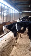 Pedigree Friesian, Ayrshire & Holstein Calves - 4