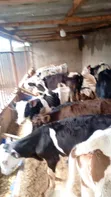 Pedigree Friesian, Ayrshire & Holstein Calves - 5