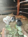 Hybrid Rabbit - 1