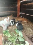 Hybrid Rabbit - 2