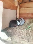 Hybrid Rabbit - 3