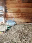 Hybrid Rabbit - 4