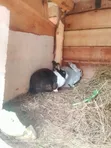 Hybrid Rabbit - 5