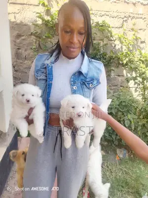 1-3 Month Female Mixed Breed Boerboel Puppy