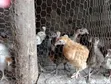 1 Month Old Pure Kienyeji Chicks - 2