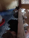 1 Month Old Pure Kienyeji Chicks - 3