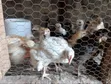 1 Month Old Pure Kienyeji Chicks - 4