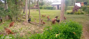 Kienyeji Chickens for Sale