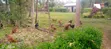 Kienyeji Chickens for Sale - 1
