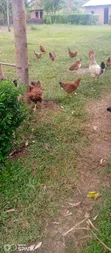 Kienyeji Chickens for Sale - 2