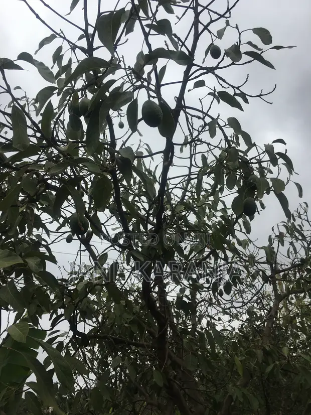 Murang'a 0.6 Acre Hass Avocado Farm - 1