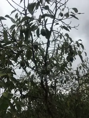 Murang'a 0.6 Acre Hass Avocado Farm
