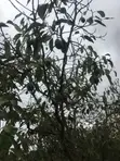 Murang'a 0.6 Acre Hass Avocado Farm - 1