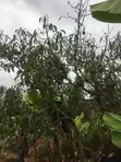 Murang'a 0.6 Acre Hass Avocado Farm - 2