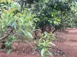 Murang'a 0.6 Acre Hass Avocado Farm - 3