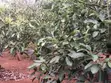 Murang'a 0.6 Acre Hass Avocado Farm - 5