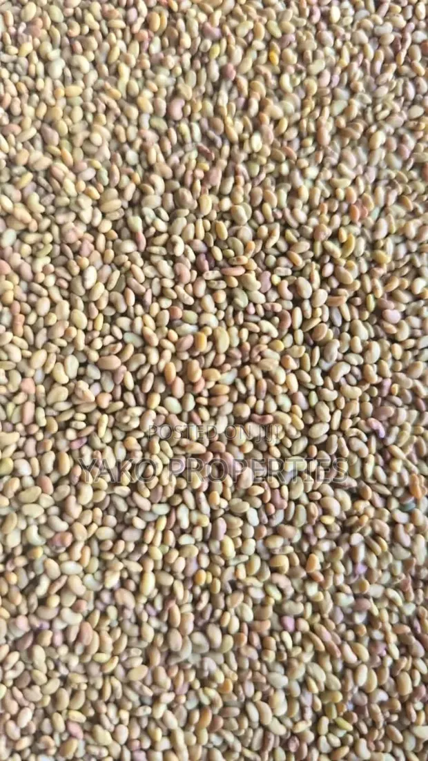 Lucerne Seeds - 1