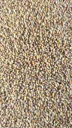 Lucerne Seeds