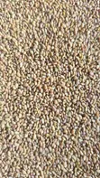 Lucerne Seeds - 1