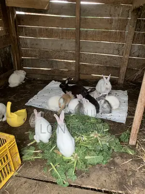 New Zealand White, Chinchilla, Dutch, Havana, Palamino, California Rabbits