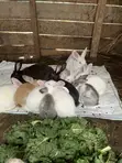 New Zealand White, Chinchilla, Dutch, Havana, Palamino, California Rabbits - 2
