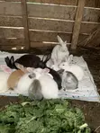 New Zealand White, Chinchilla, Dutch, Havana, Palamino, California Rabbits - 3