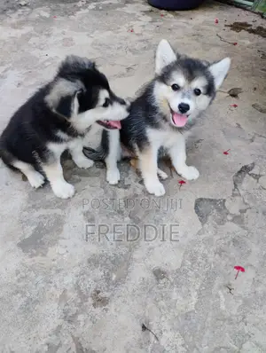 Male Siberian Husky x Pomeranian Puppy (1-3 Months)