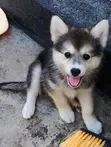 Male Siberian Husky x Pomeranian Puppy (1-3 Months) - 2