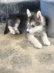 Male Siberian Husky x Pomeranian Puppy (1-3 Months) - 3