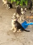 Male Siberian Husky x Pomeranian Puppy (1-3 Months) - 4
