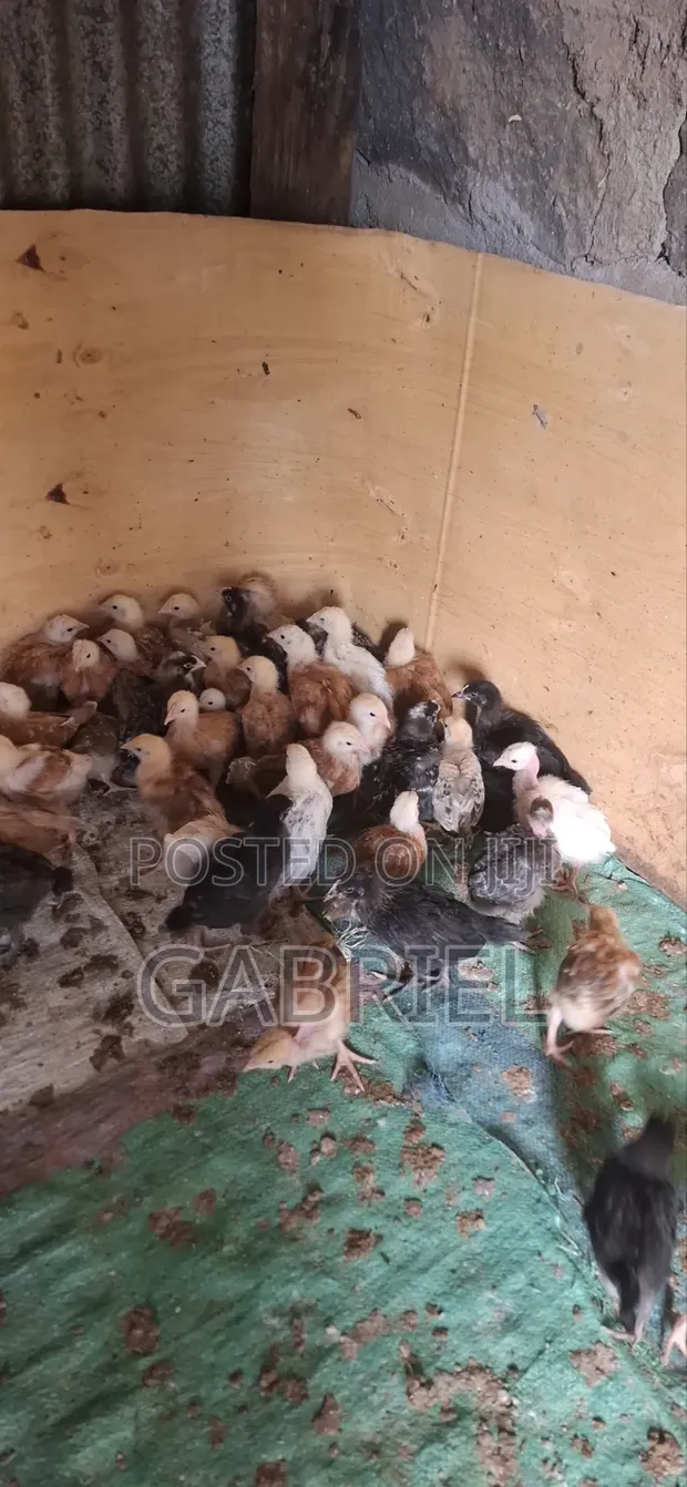 Healthy & Vaccinated Chicks - 1 Month Old - 1