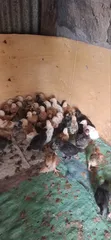 Healthy & Vaccinated Chicks - 1 Month Old - 1