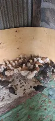 Healthy & Vaccinated Chicks - 1 Month Old - 2