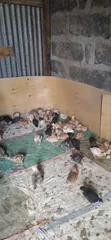 Healthy & Vaccinated Chicks - 1 Month Old - 3