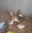 Healthy & Vaccinated Chicks - 1 Month Old - 4