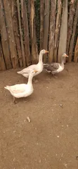 Healthy & Vaccinated Chicks - 1 Month Old - 5