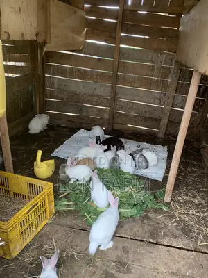 New Zealand White, Dutch, Chinchilla, Havana, California White Rabbits
