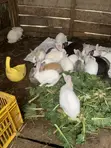 New Zealand White, Dutch, Chinchilla, Havana, California White Rabbits - 2