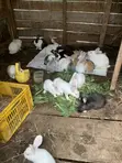 New Zealand White, Dutch, Chinchilla, Havana, California White Rabbits - 3