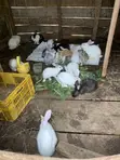 New Zealand White, Dutch, Chinchilla, Havana, California White Rabbits - 4