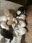 New Zealand White, Dutch, Chinchilla, Havana, California White Rabbits - 5