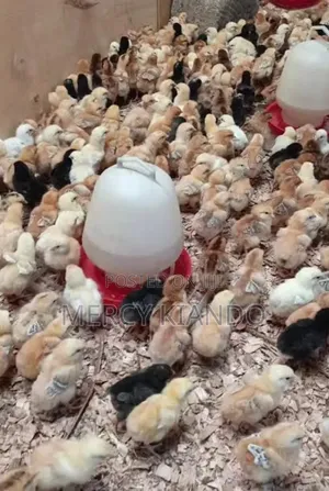Day Old Improved Kienyeji Sasso Chicks
