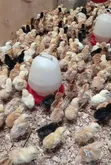 Day Old Improved Kienyeji Sasso Chicks - 1