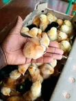 Day Old Improved Kienyeji Sasso Chicks - 2