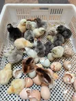 Day Old Improved Kienyeji Sasso Chicks - 3