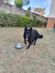 Purebred German Shepherd, 6-12 Months, Female - 1